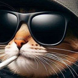 Telegram profile photo for Media Black Cat