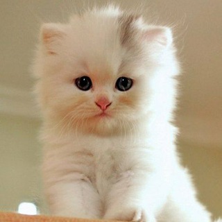 Telegram profile photo for С нуля свипи