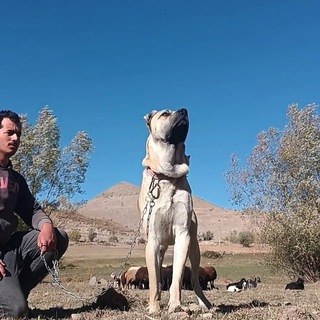 Telegram profile photo for 『سرابی نژاد برتر』