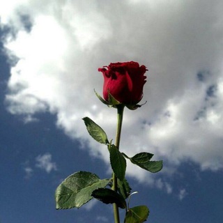 Telegram profile photo for غرباء في بلدنا