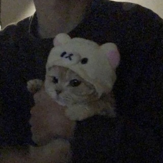 Telegram profile photo for no one gives a shit