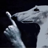 Telegram profile photo for Шалупень