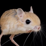 Telegram profile photo for клуня ирл