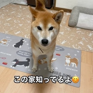 Telegram profile photo for Komugi