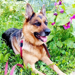 Telegram group profile photo for Собаки Митино