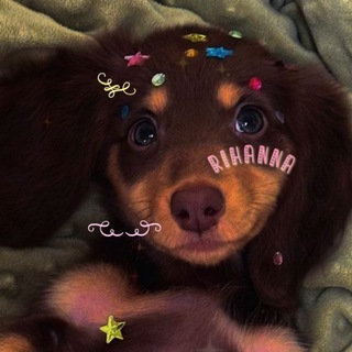 Telegram profile photo for ꒰ ୨୧ ꒱ 🍰 яιнαηηα 🍧⊹