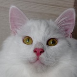 Telegram profile photo for Кошкина усадьба