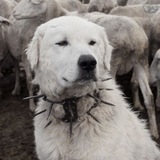 Telegram profile photo for РЕСТ || Сингулярность