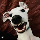 Telegram profile photo for Saint Crypto Dog