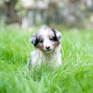 Telegram profile photo for китайский пупся