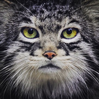Telegram profile photo for Hourly Manul