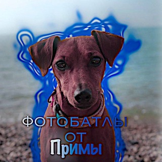Telegram profile photo for Конкурсы от Примы