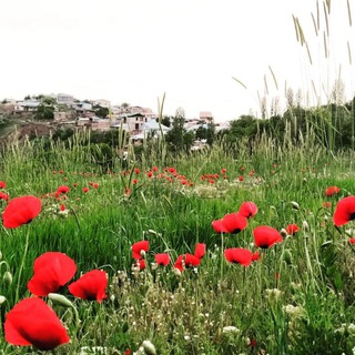 Telegram profile photo for ،🌹کانال خبری ازگنین🌷