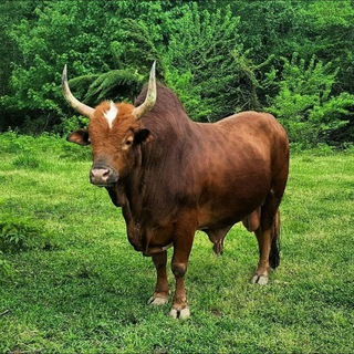 Telegram profile photo for حیوانان