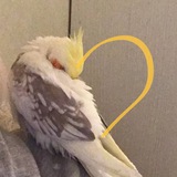 Telegram profile photo for 冷