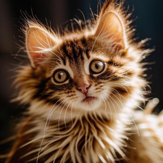 Telegram profile photo for MeowMoments