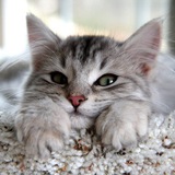 Telegram profile photo for CATS TUBE 🐈