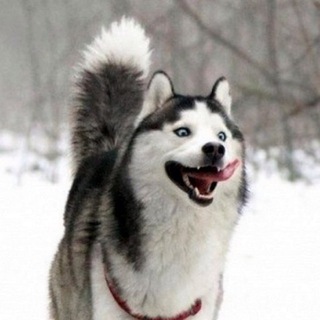 Telegram profile photo for волчонок всратенький|трихасяж