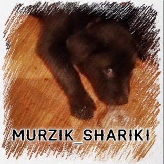 Telegram profile photo for Murzik_shariki