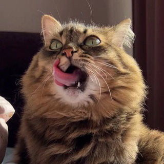 Telegram profile photo for ЖЕСТЬ БРЯНСК 🆒