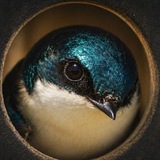 Telegram profile photo for Swifting Through the Sky