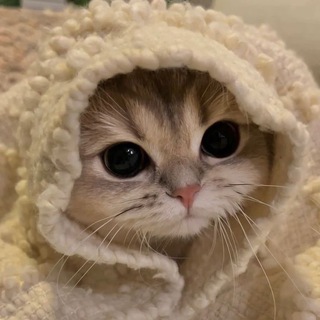 Telegram profile photo for если честно