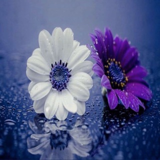 Telegram profile photo for 🌸 رياضيات 🍃🌸 math 🌸