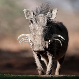 Telegram profile photo for Pigterest