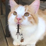 Telegram profile photo for Cat House