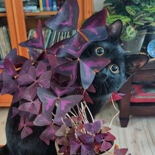 Telegram profile photo for Цветущий дворик