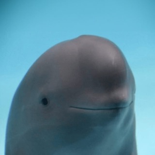 Telegram profile photo for Hanbao the finless porpoise