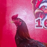 Telegram profile photo for បក្សីប្រយុទ្ធកម្ពុជា🐔