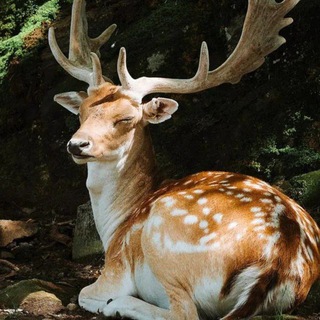 Telegram profile photo for Time-lapse