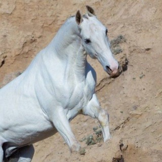 Telegram profile photo for 🐎 گالري عاشقان اسب 🐎
