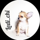 Telegram profile photo for Чихуахуа от ЛедиЧи®️️