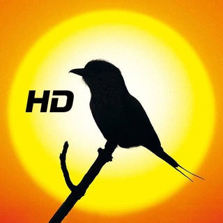 Telegram profile photo for High Quality Bird GIFs