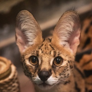 Telegram profile photo for HourlyServals