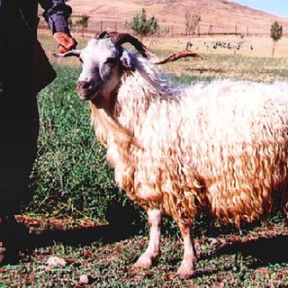 Telegram profile photo for دامداران بانه +(کل کشور)