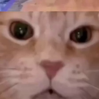 Telegram profile photo for Vídeos e Memes 🤩
