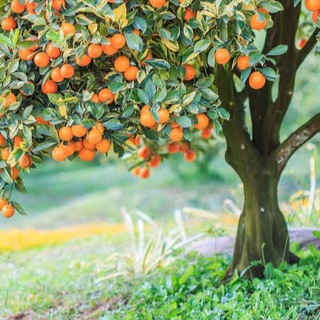 Telegram profile photo for ПЛАНЕТА ЖИВАЯ 🌱