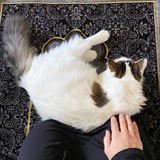 Telegram profile photo for بَنيـن