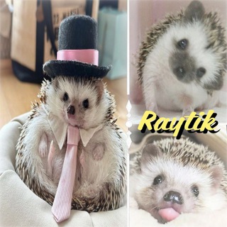 Telegram profile photo for ᴩᴀйᴛиᴋ