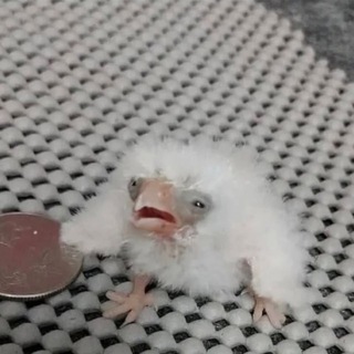 Telegram profile photo for баранки гну