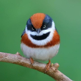 Telegram profile photo for Birds Pictures World