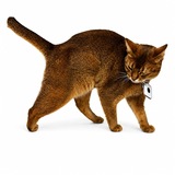 Telegram profile photo for Schrödinger | Elon's cat