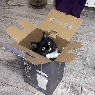 Telegram profile photo for Любимое с котиками и чаем