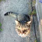 Telegram profile photo for Котики и всякое