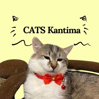 Telegram profile photo for Кошачья Кантима 🐈🐈⬛
