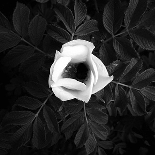 Telegram group profile photo for The White Rose - Italy