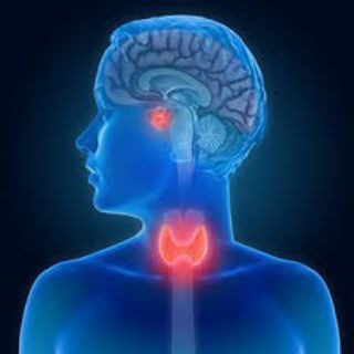 Telegram profile photo for Endocrine system